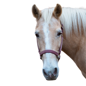 A palomino pony with a stripe and a pink halter.